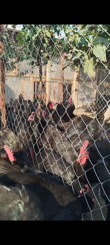 cuce dami: Alman cinsi australorp cücə və yumurta sifarişi qəbul olunur. bütün — 17
