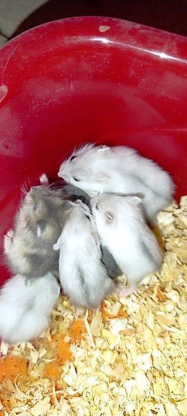 большая клетка для кролика: Yeni qəfəs😍 2xomyak ağ və boz🥰 qəfəsin içində Fırlanan çarxı🤩 Su — 9