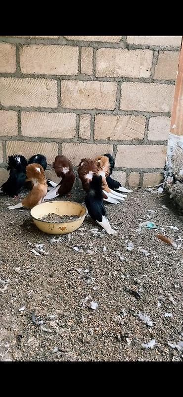 cins toyuqlarin satisi: Ağ və ağ-qara naxışlı fancy göyərçinlər (cütlük və fərdlər). - Növ — 9