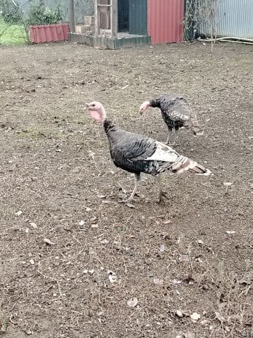 пудель карликовый цена: 50 manata erkek hindusqalar — 2