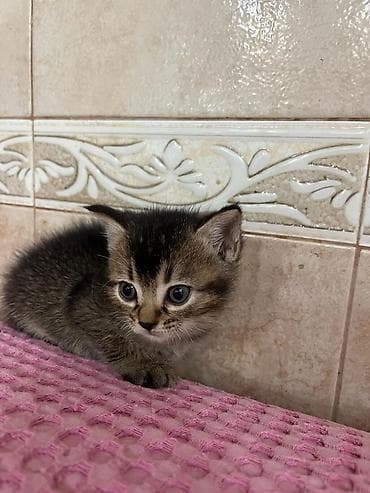 pişik daşıma: Tabbi, Yaxşı əllərə — 9