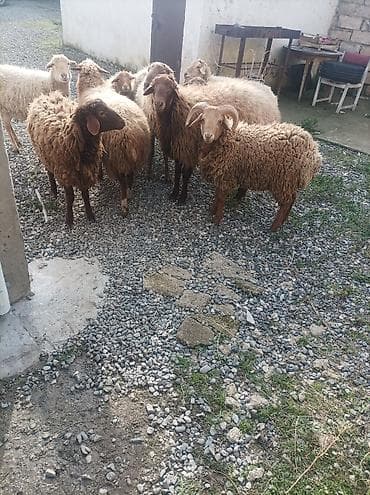 cins pişik: Erkək, il: 1, 80 kq, Ətlik, Ünvandan götürmə — 1