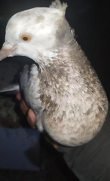 Hazir qizğin mayadi quş Gencededi irana oxşadiram dikka kekil mayadi