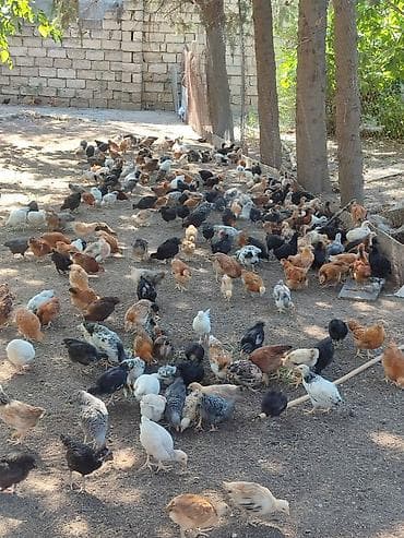 Toyuq cücələri, Damazlıq lalafo.az -da Toyuq cücələri, Damazlıq