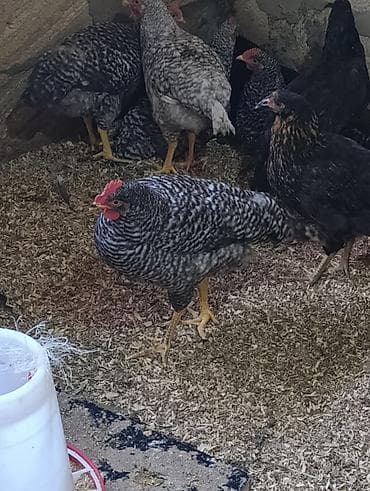 boz pişik cinsi: Salam temiz qan xarkov fərəsi və xoruzu satişdadir 1 aya yumurtaya — 1