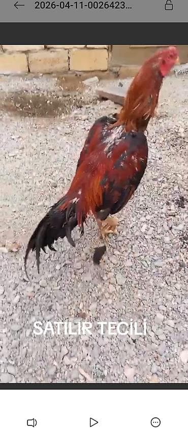 arı ailesi satilir: Məhsul: Xoruz (uzun ayaqlı, iri cins tipli) Təsvir: 2sinin qiymetidir — 2