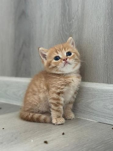 col pisiyi: Tabbi — 7