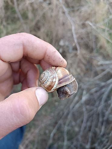 tuya ağacı yağı: Canlı salyangoz – bağ və mini-ferma üçün Məhsul təsviri: - Növ: Böyük — 1