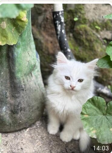 pulsuz pişik: Şotland, Erkək, Dişi, Yaxşı əllərə, Ünvandan götürmə — 1