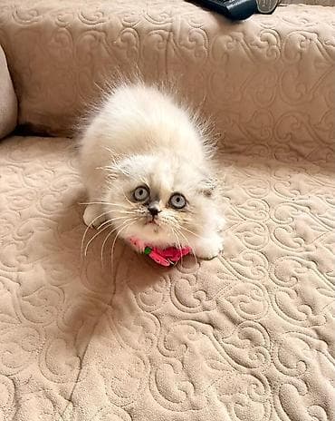 bengal pişiyi: Fars — 2