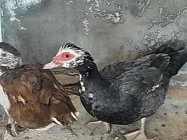 dovşan şəkli: Hər cinsdə diri və təmizlənmiş lal ördəklər satılır çoxdular — 2