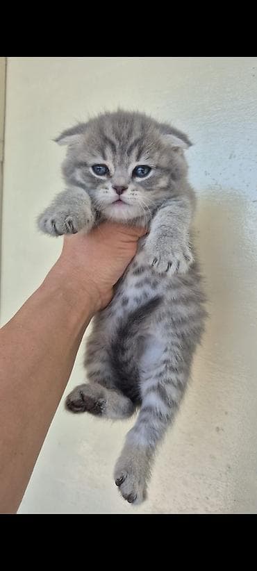 ördək balası: Britan — 5