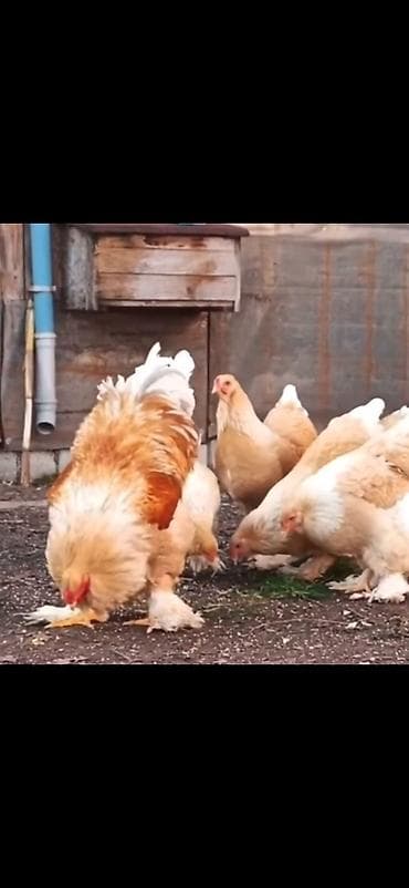 brama: Məhsul: Brahma cins toyuqlar (xoruz və toyuqlar dəsti) Təsvir: - İri — 4