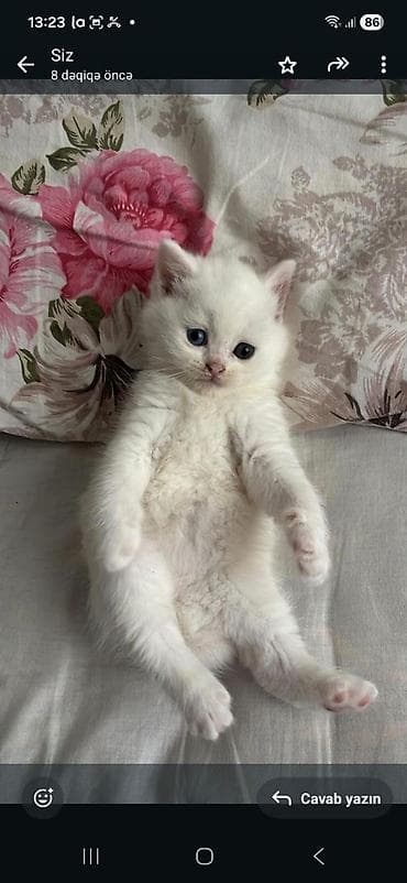 Akvariumlar: Britan, Erkək, Dişi, Yaxşı əllərə, Ünvandan götürmə, Pulsuz çatdırılma, Ödənişli çatdırılma — 3