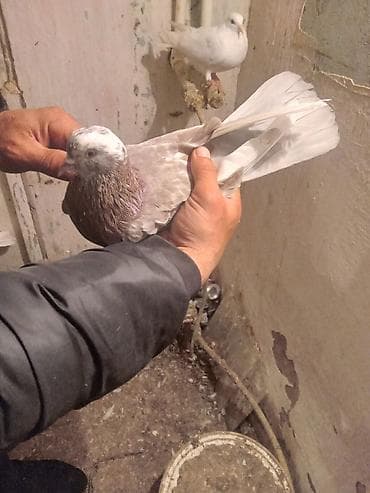 adana göyərçin: Salam.ikiside tutulmadir.biri 10manat.biri ayaginda uzuylu tutulub — 6