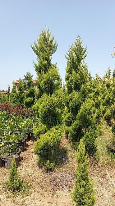 Məhsul: Dekorativ həmişəyaşıl iynəyarpaq ağaclar (landşaft üçün)