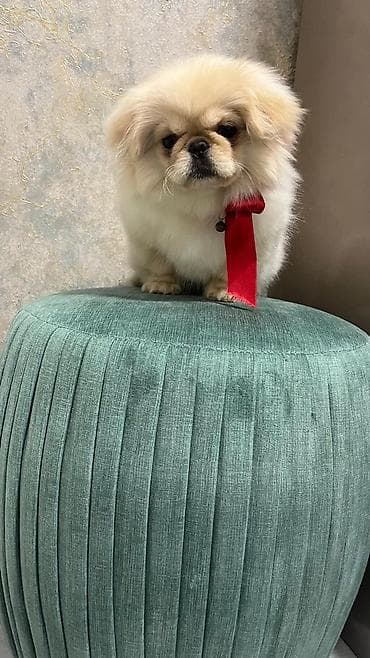 malta iti: Pikiness mini,ag krem rengli,3 aylig,peyvend olunub pasport var,disidi — 1