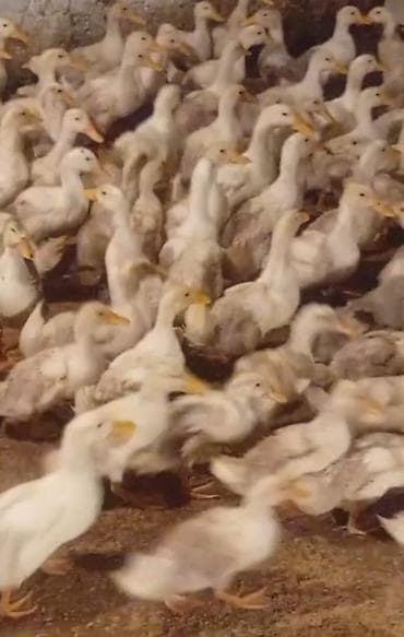 quzu satisi: 40 Gunluk 20 Ədəd Pekin ordəyi varımdı satılır. 1 ədədi 6 Azn satıram — 2