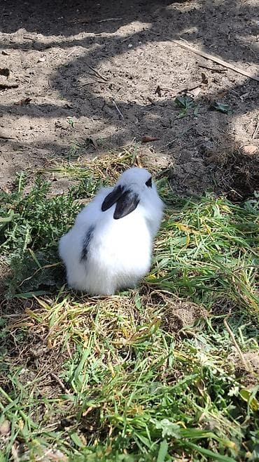 avçarka bala: Ev dovşanları – 2 gözəl bala - Rənglər: biri tam qara, digəri ağ — 3