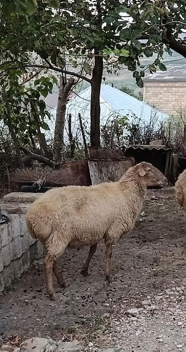 cins inək: 5 baş kök boğaz heyvanlardır.Real alıcıya cüzi endirim olunacaq — 1