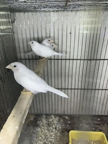 Ağ yapon maya amadinlər. 1 cüt, ikisi də mayadır. Biri 20 azn