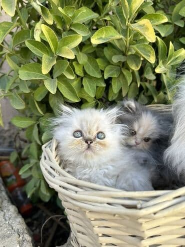 золотая шиншилла котенок: Fars — 11