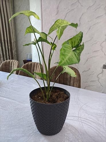 Syngonium (oxlov yarpağı) bəzək bitkiləri – 3 ədəd - Növ: Syngonium