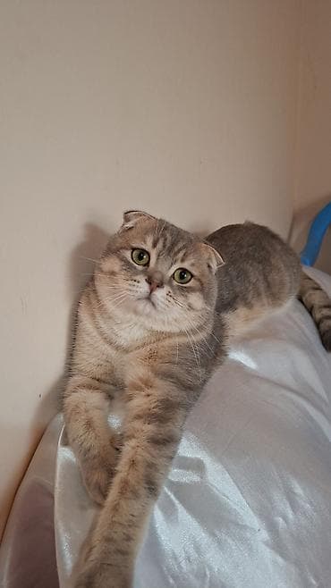 pisik cut: Şotland, Erkək, Cütləşmə üçün, Ödənişli çatdırılma — 4