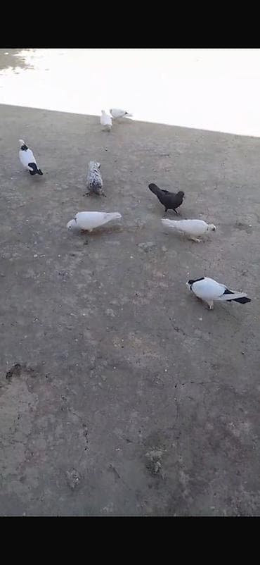 goyercin bazari: Salam qərdeşlər ) qərdeşlər opişi 8 Heyvan dı qara boynu gülülər Öz — 3