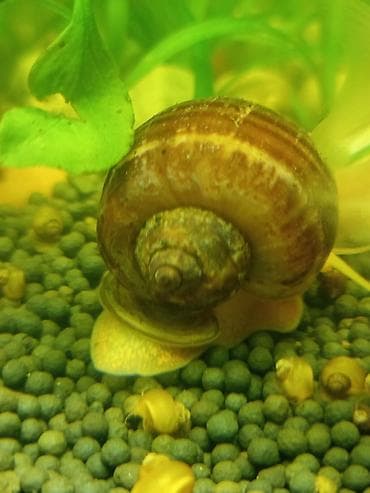 it bala: Akvaryum üçün alma ilbizləri (Apple Snail, Pomacea spp.) - Rənglər — 1