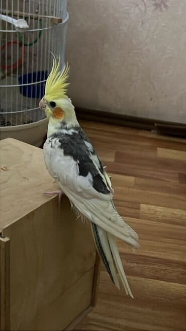 Nymph paraket (Cockatiel) – gözəl baş tükləri və yanaqlarda narıncı