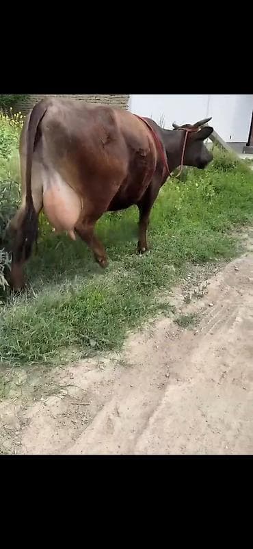 sudu ineyler: Südlük inək - Rəng: tünd qəhvəyi, bədən quruluşu dolğundur - — 3