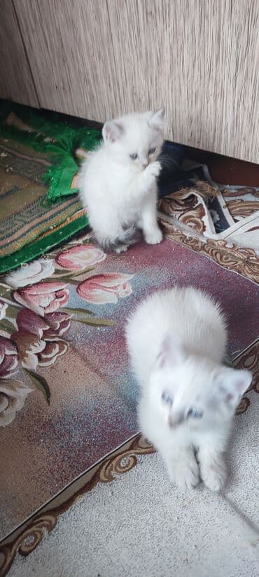 tap.az heyvanlar xacmaz: Erkək, Yaxşı əllərə, Ünvandan götürmə, Ödənişli çatdırılma — 9