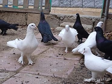 goyercin taklalar: Aq ve qara cox quyruqlar.topdan satiram hamisini — 1