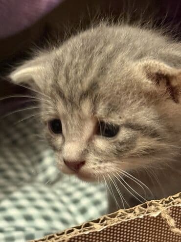 Gəmiricilər: Yaxşı əllərə — 1