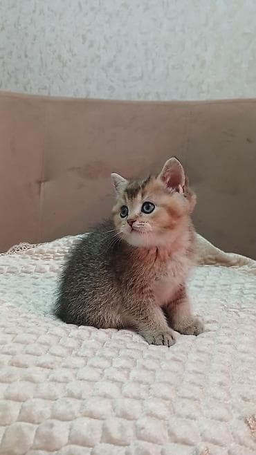 pişiy adları: Britan — 2