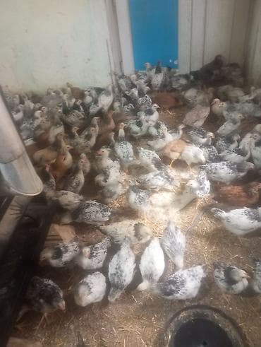 Toyuq cücələri, Ətlik