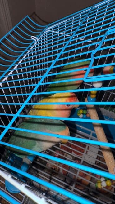 hələb kecilərin qiyməti: Korella Karella tutuqusu papuqay sevgi quşu nerazlucnik valnist 14 — 22