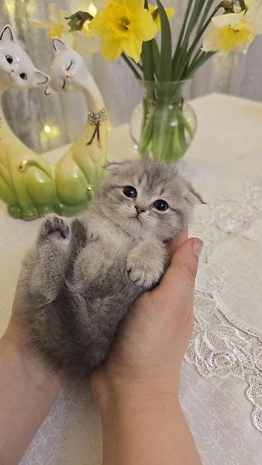 Pişiklər: Şotland — 6