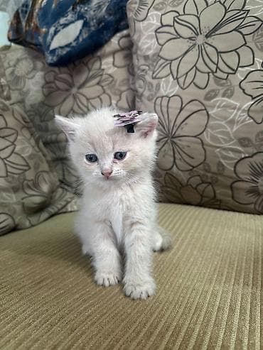 pişik balasi: Şotland — 4