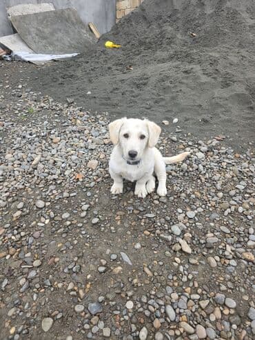 it davasi 2019: 5 ay, Erkek, Pulsuz çatdırılma — 2