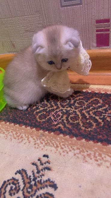 bengal pisiyi: Məhsul: Pişiklər üçün qaşınma dirəyi və oyun stançası Təsvir: - — 7