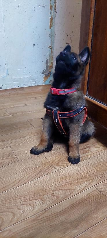 itlər pudel: Belçika çoban iti, Erkek, Ödənişli çatdırılma — 2