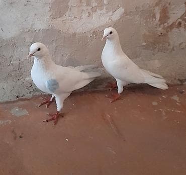 3 de tutulmadi 12 12 13 tukduler 20 azn qanadinda zilonkasi olan 2 gun