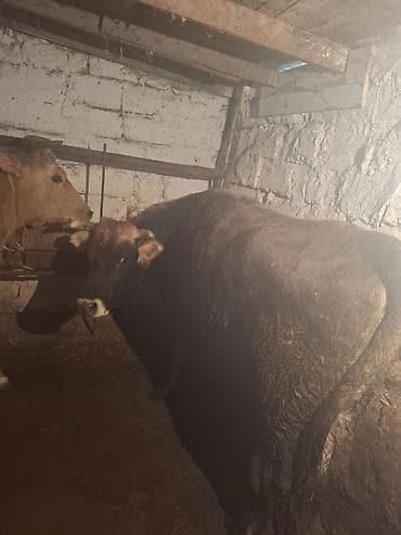 Pişiklər: Qisir iney 160 dan aqir eti var unvan xirdalan — 7