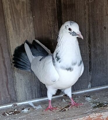 18 tük şeyka çəp erkək dəstə göy quyruq. Çılpaq ayaq uzun oynaq quşdu