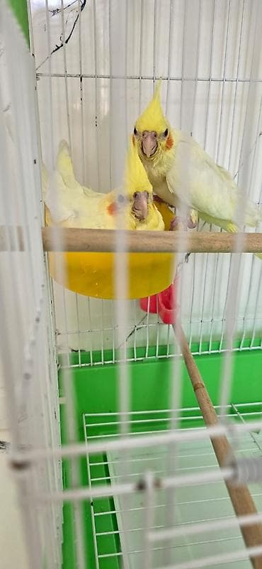 avcarka bala: Qırmızı göz lutino balaları satılır sağlam vitaminli quşlardır hamisin — 2
