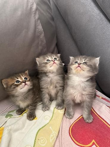 pisik geyimleri: Şotland, Erkək, Dişi, Yaxşı əllərə, Ünvandan götürmə, Pulsuz çatdırılma, Ödənişli çatdırılma — 4