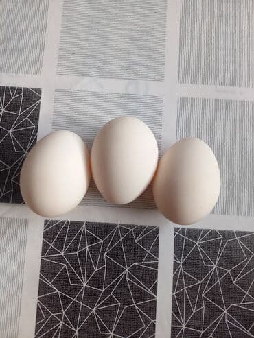 eşşək südü qiyməti: Brekel toyuq yumurtasısifarişnən yığıllr.Ədədi 3,50 azn — 1