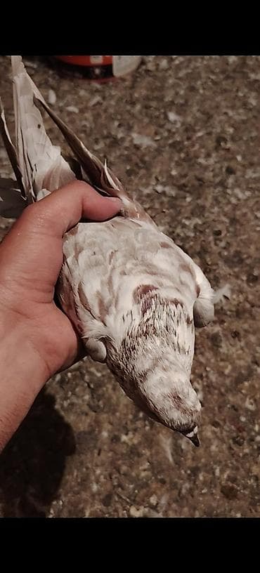wortex su filteri: Gunduz gezdi quwlara duwmedi indi damdan goturdum 16 tuk olmalidi — 3